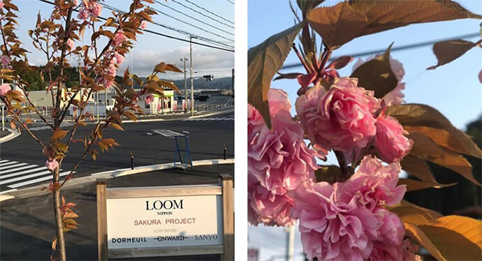 「SAKURA PROJECT」宮城県南三陸町に植樹した桜の木
