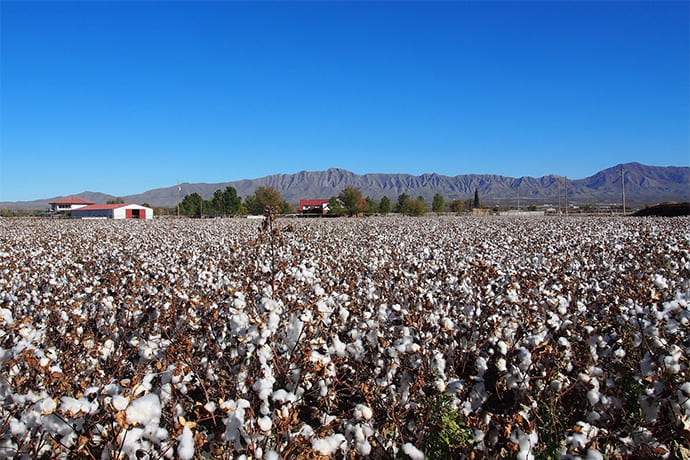 広大な大地で農薬を用いず手間暇かけて育てられた綿花